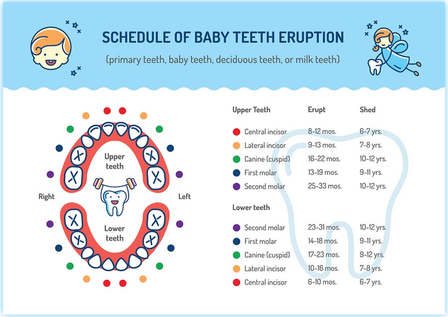 When Do Baby Teeth Come Out Chart